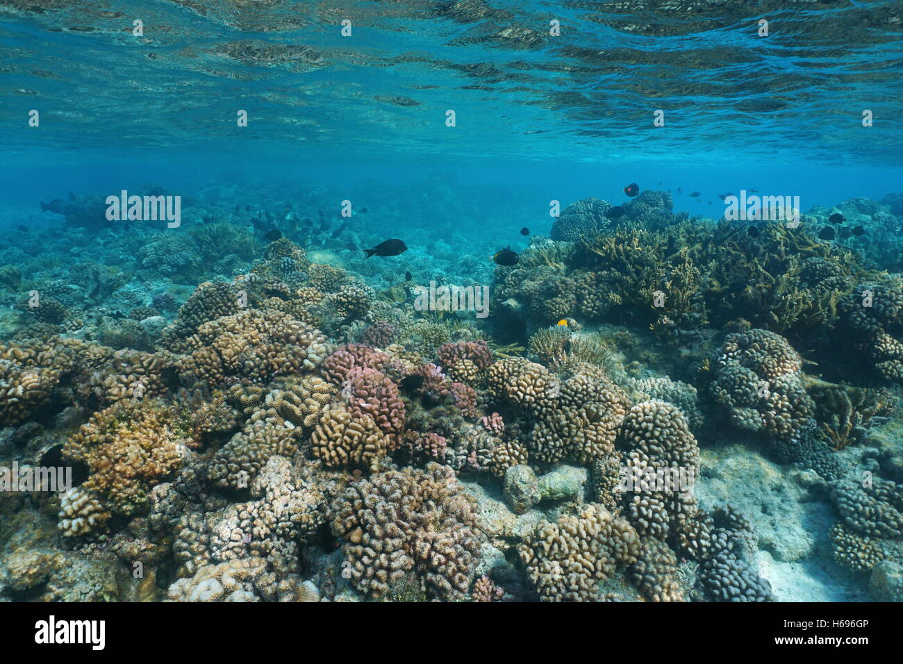 Coral Reef unter dem Meer in seichtem Wasser, natürliche Szene, Pazifischer Ozean, Rangiroa, Tuamotu, Französisch-Polynesien Stockfoto