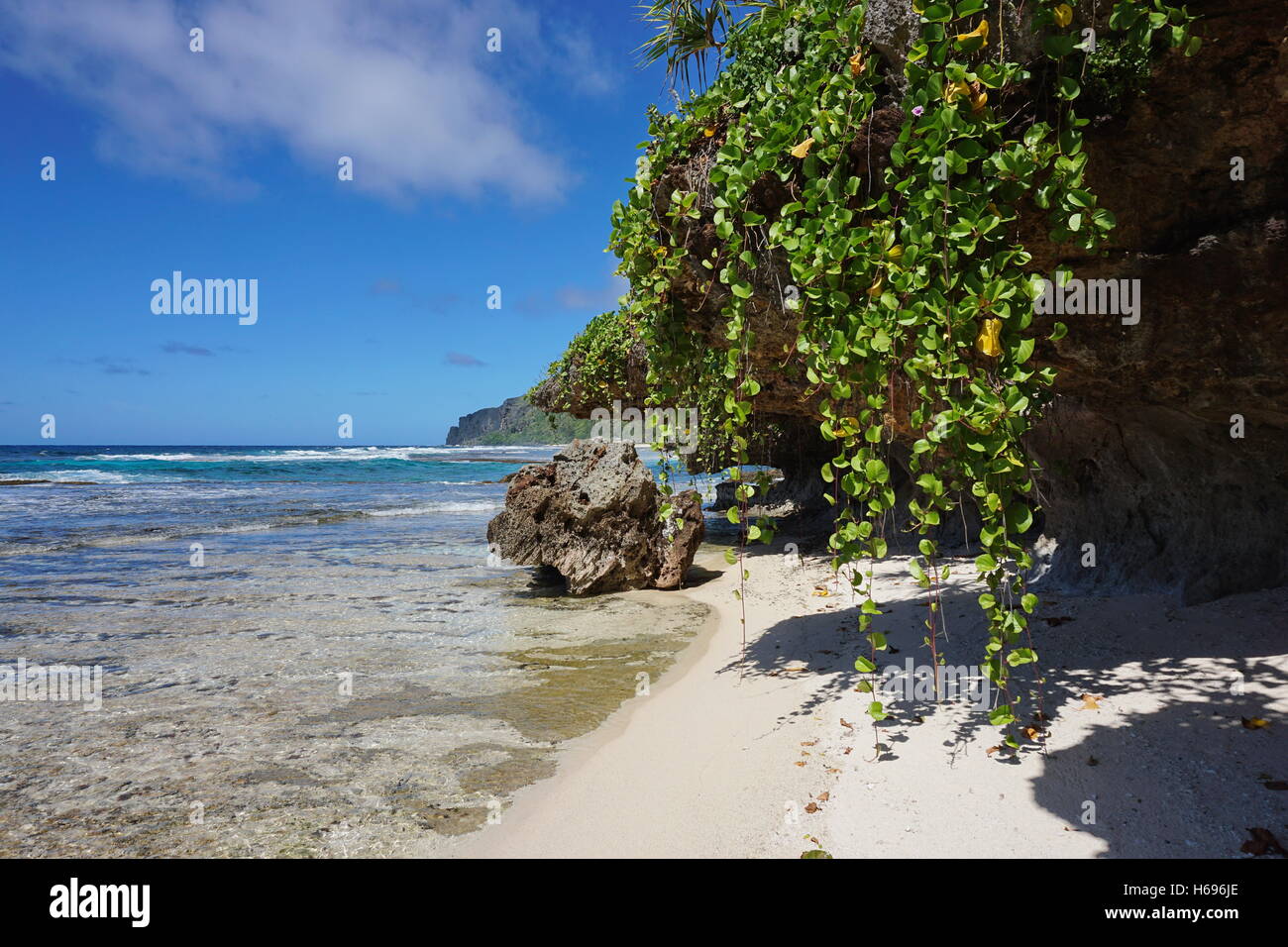 Küste mit kriechende Pflanze hängen vom Felsen, Rurutu Island, Süd Pazifik, Austral, Französisch-Polynesien Stockfoto