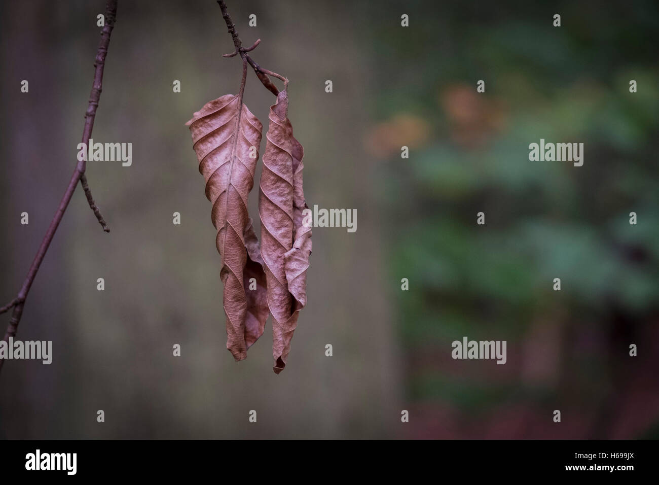 Toten Buche Baum Blätter in einem Waldgebiet in Cornwall. Stockfoto