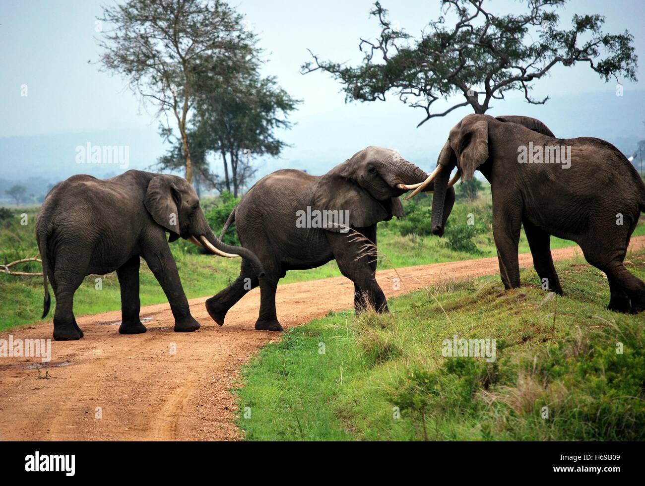 Drei Elefanten spielen auf dem Feldweg in einem Park von Tansania Stockfoto