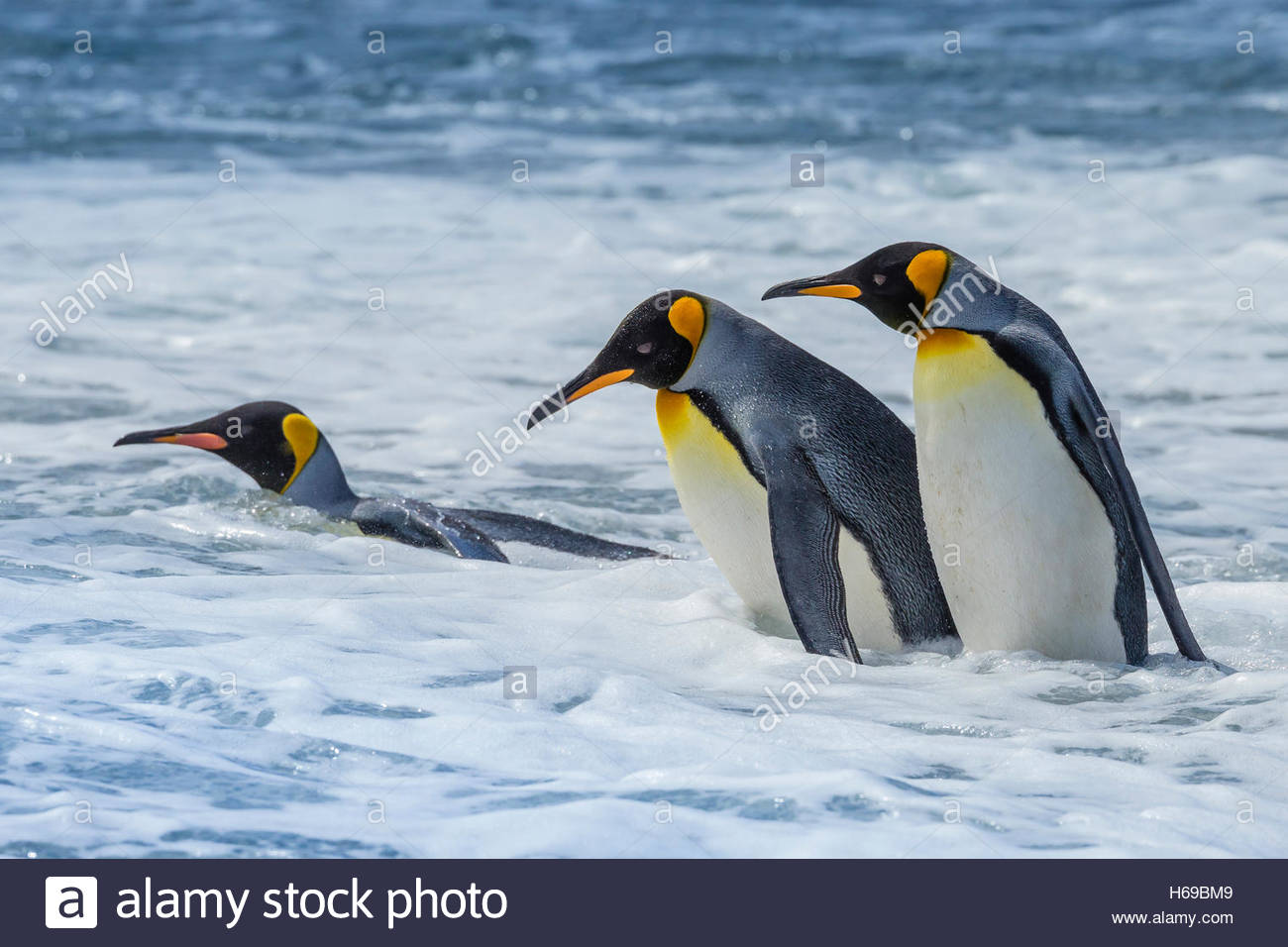 Königspinguine Gonna See in Südgeorgien, Antarktis. Stockfoto