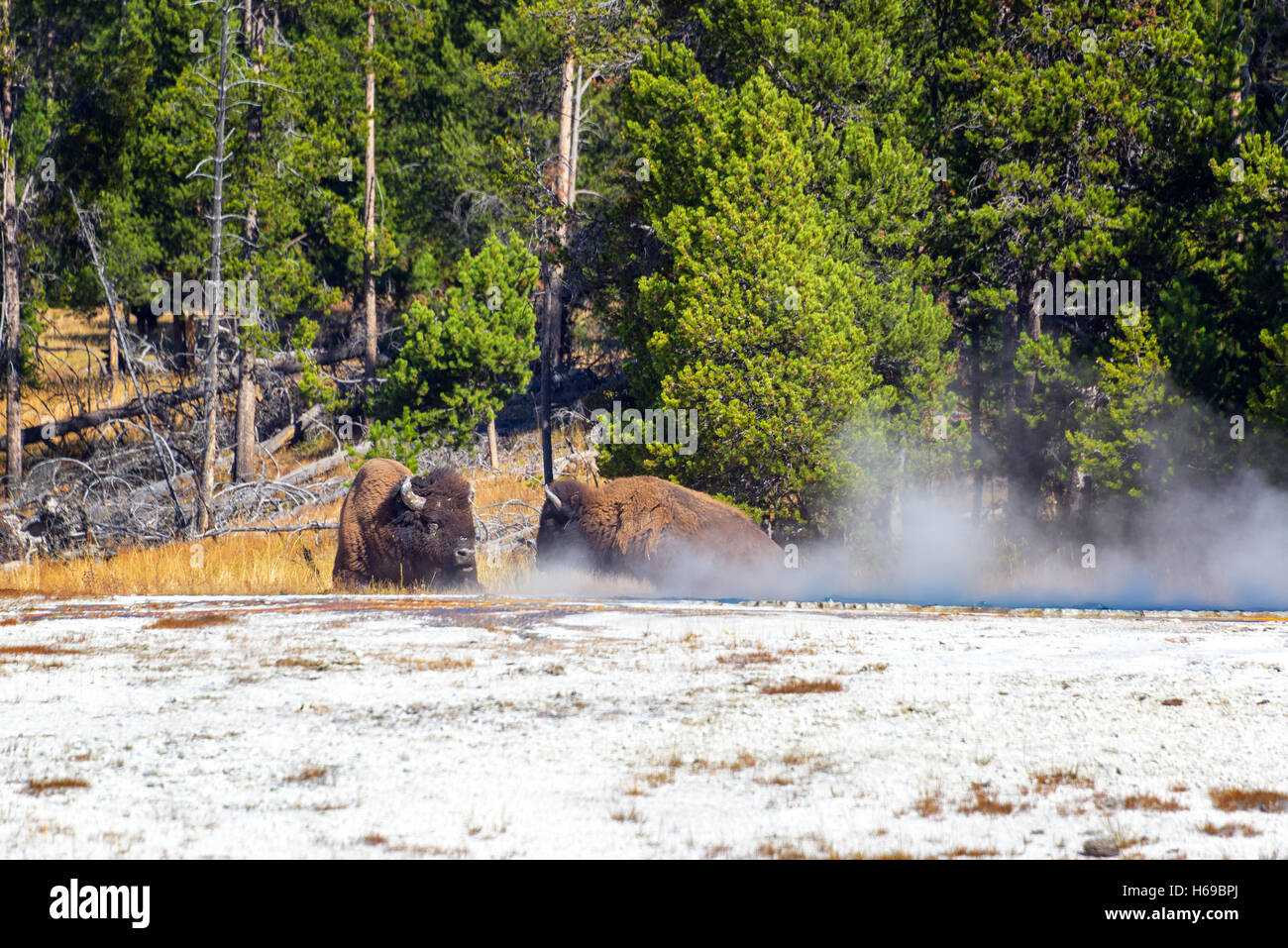 Zwei Bison entspannend durch etwas Dampf in der Nähe von Fountain Paint Pot im Yellowstone National Park Stockfoto