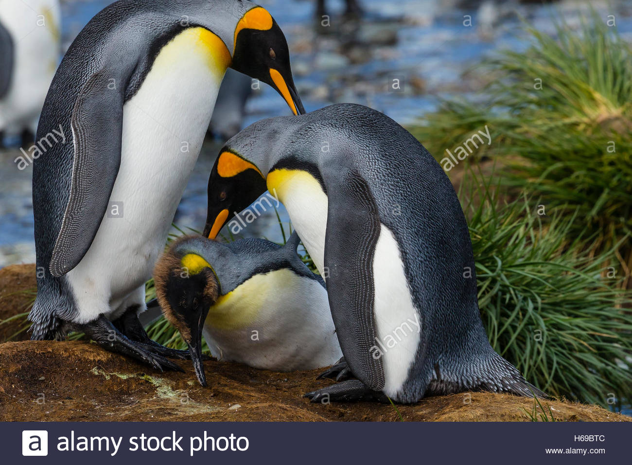 Königspinguine ausstellenden Balzverhalten in der Nähe von Gold Harbor in Südgeorgien, Antarktis. Stockfoto