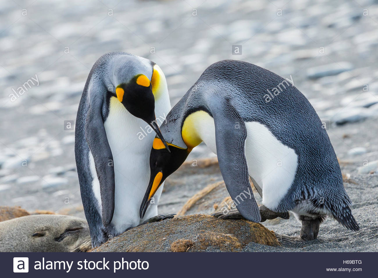 Königspinguine ausstellenden Balzverhalten in der Nähe von Gold Harbor in Südgeorgien, Antarktis. Stockfoto