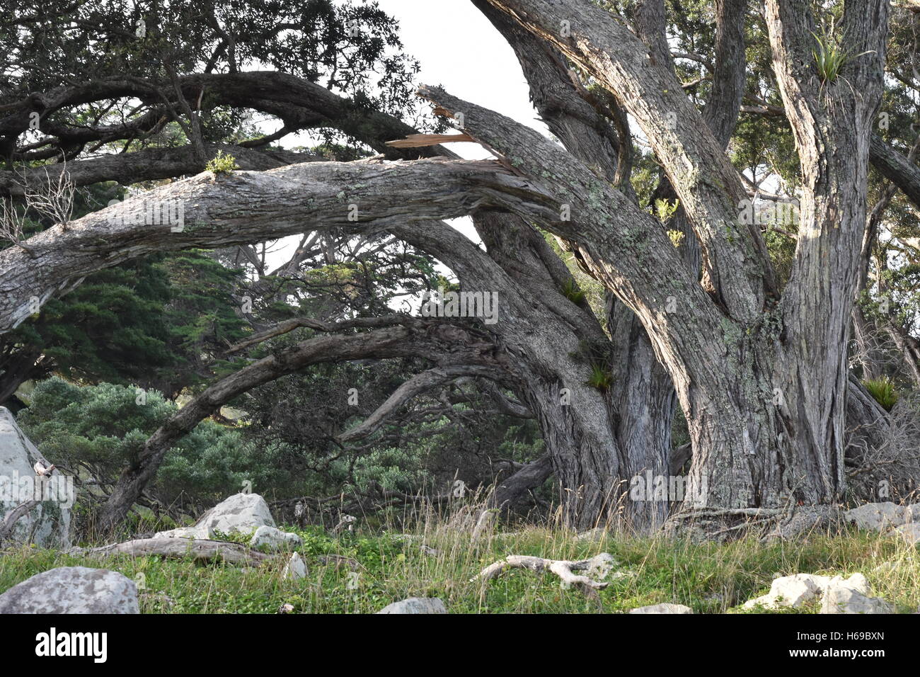 Uralte Bäume mit Felsen Licht auf der Rückseite schaffen dunkle Schatten Stockfoto