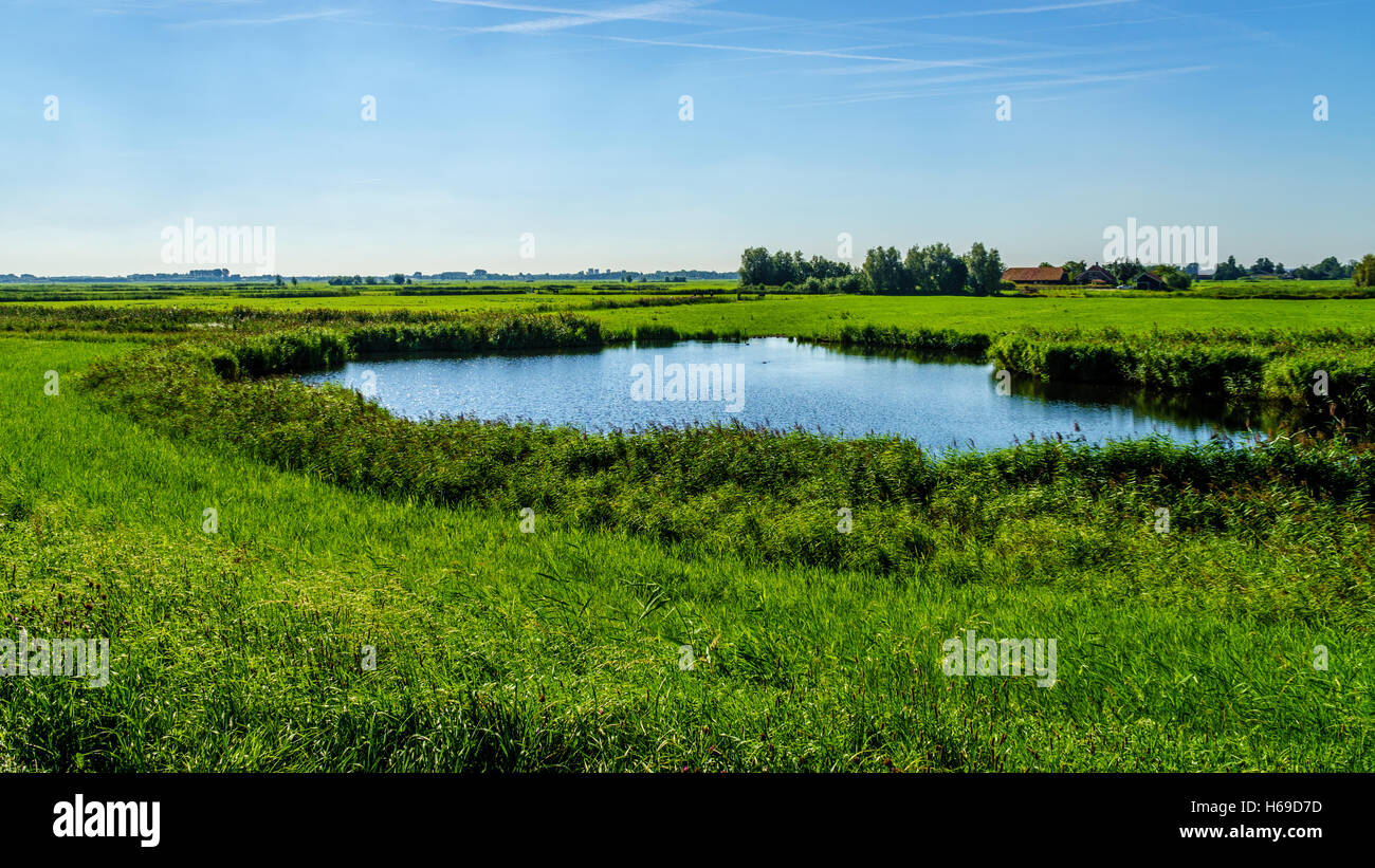 Teich in Ackerland des zentralen Teils von Holland mit seinen vielen Äckern und Gräben, die Wasser aus den Niederungen Stockfoto