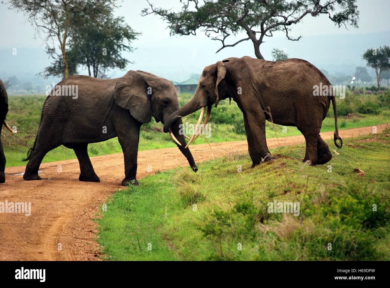 Zwei Elefanten, die auf einem Feldweg in einem Park von Tansania spielen Stockfoto