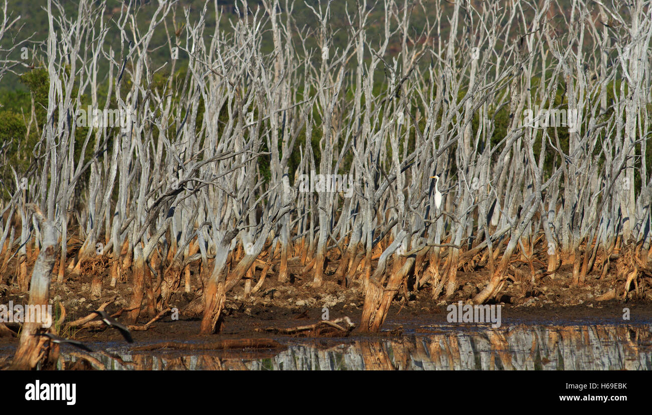 Tote Bäume steigen aus einem ausgetrockneten australischen outback Lagune mit einer einzigen intermediate Reiher auf einem Ast thront. Stockfoto