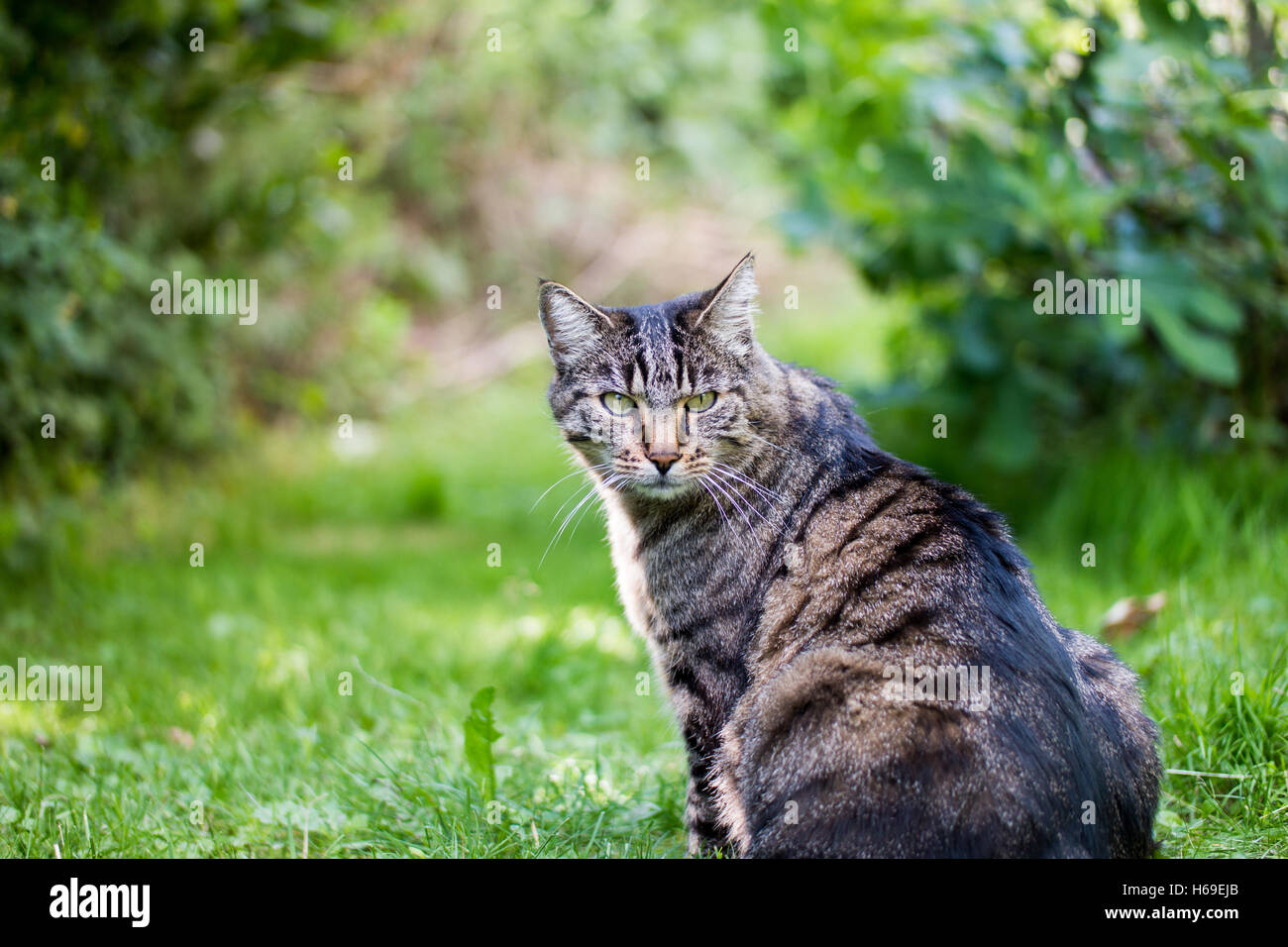 Eine fette Katze mit gelben Augen, draußen zu sitzen und starrte in die Kamera Stockfoto