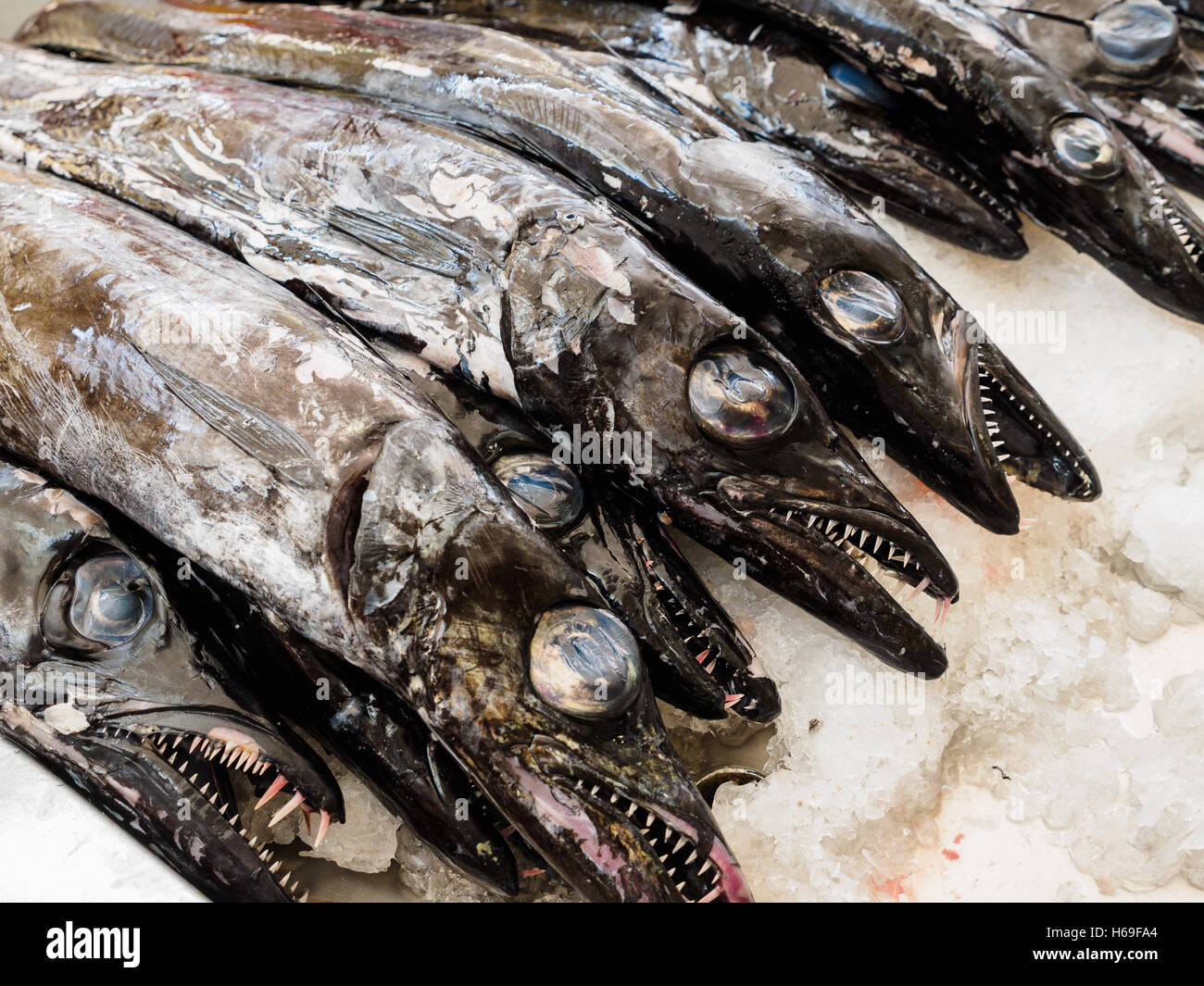 Schwarzer Degenfisch steht zum Verkauf in der Markthalle von Funchal auf der portugiesischen Insel Madeira Stockfoto