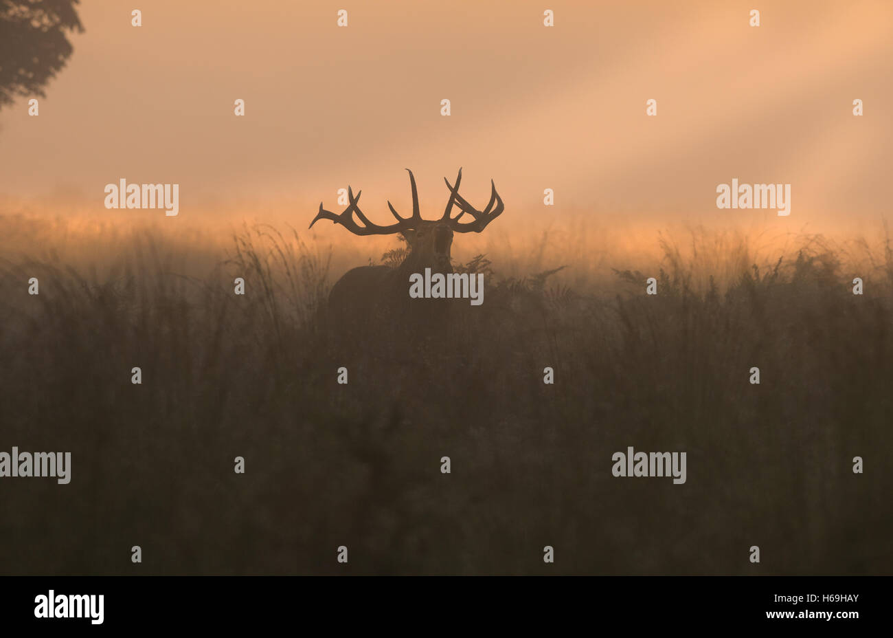 Rote Deer(Stag) - Cervus Elaphus brüllen bei Sonnenaufgang während der Brunftzeit. UK Stockfoto