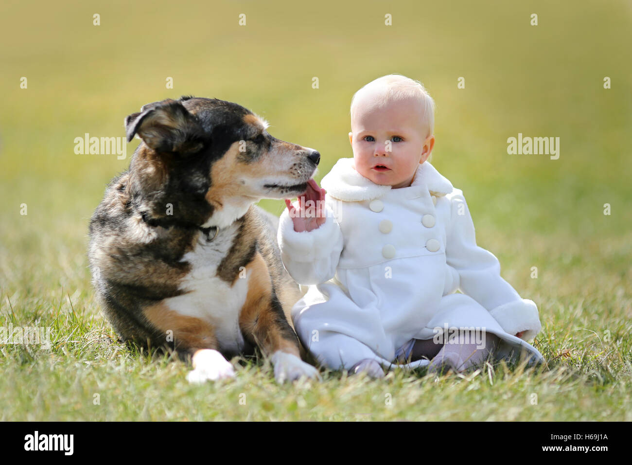 Ein kostbare 13 Monate alte Baby Mädchen in einen weißen Kunstpelz Peacoat ist draußen zu sitzen auf dem Rasen mit ihrem Hund Deutscher Schäferhund, Stockfoto