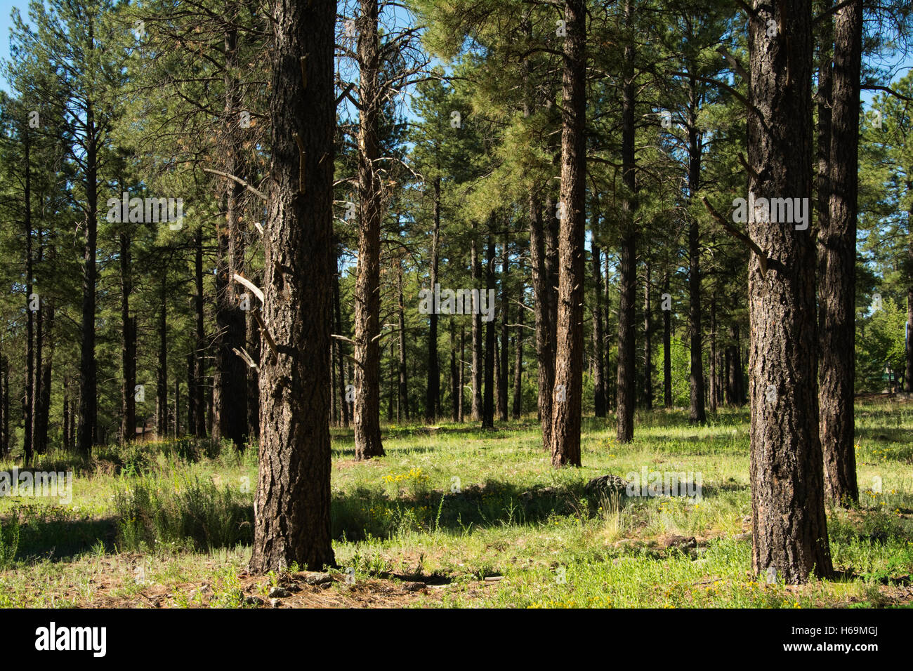 Vereinigte Staaten von Amerika, USA, Arizona, AR, Flagstaff, Coconino National Forest, Kiefern Stockfoto