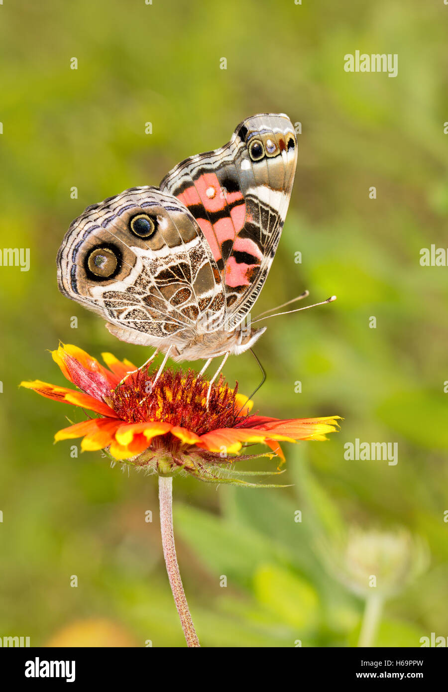 Amerikanischer Distelfalter Schmetterling Fütterung auf eine helle rote und gelbe Decke Blume Blüte Stockfoto