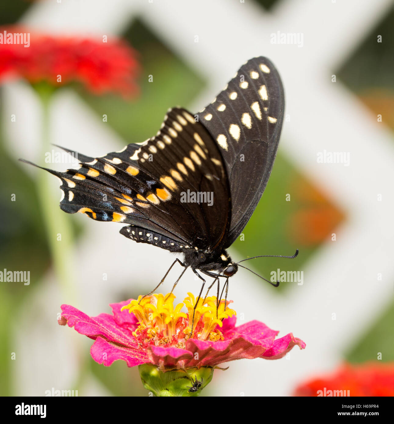 Schöne schwarze Schwalbenschwanz Schmetterling Fütterung auf eine rosa Zinnia Blume im Garten Stockfoto