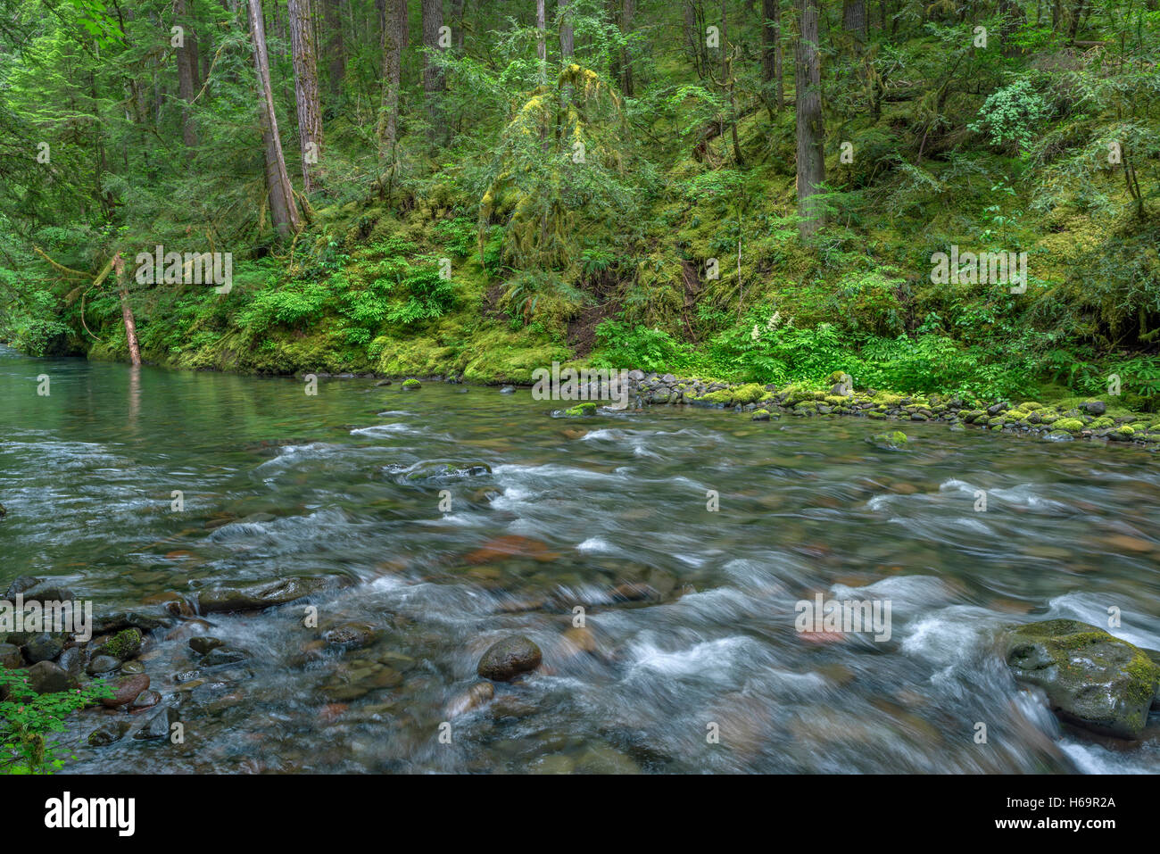 USA, Oregon, Willamette National Forest, South Fork Breitenbush River und üppigen alten Wald im Frühjahr. Stockfoto