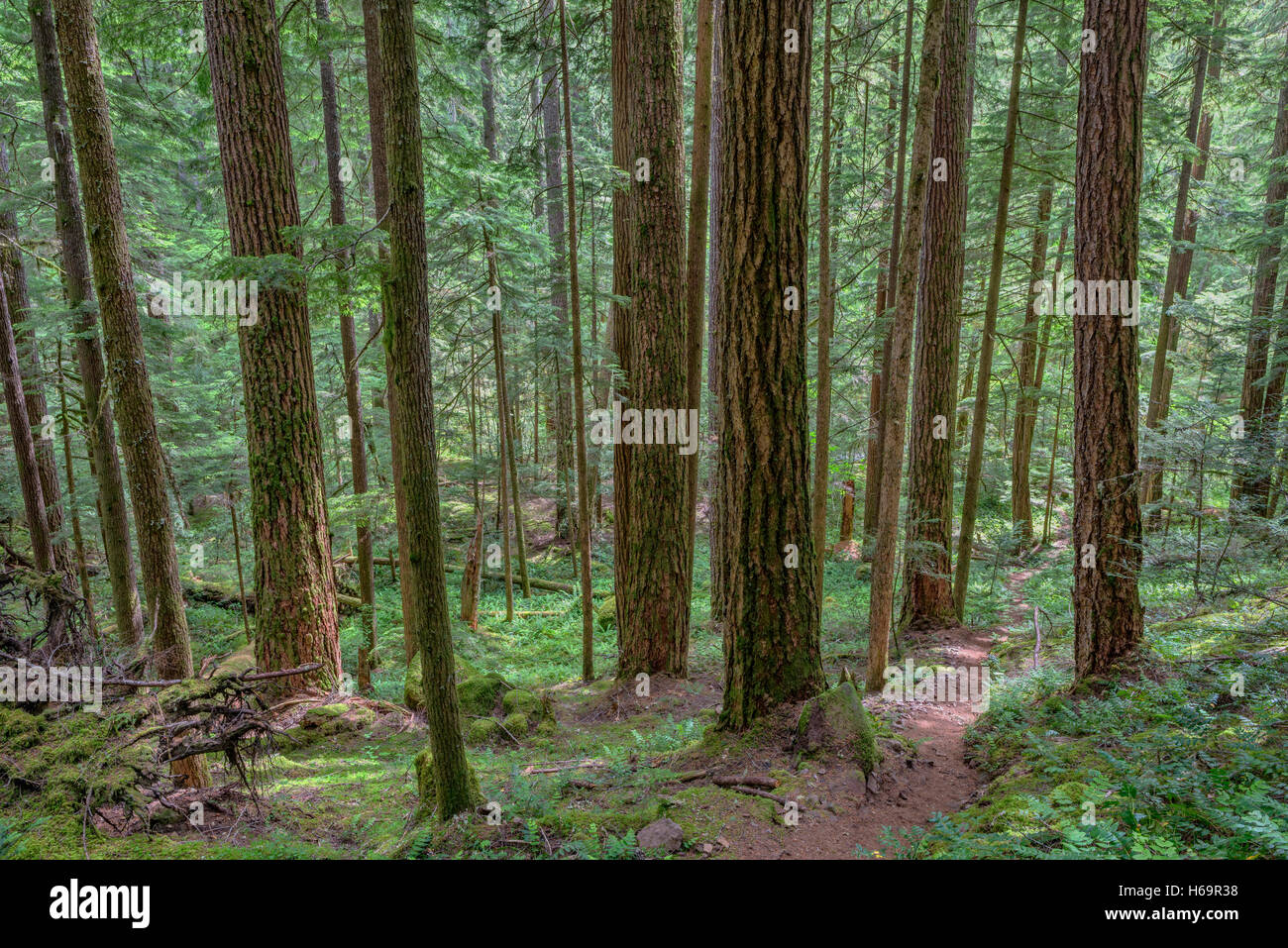 USA, Oregon, Willamette National Forest, South Breitenbush Schlucht Erholung Scenic Trail führt durch alten Waldbestands. Stockfoto