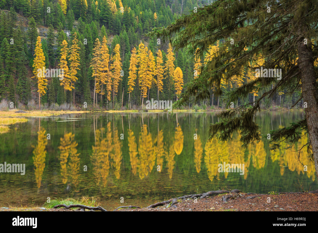 Herbstfarben am Morrell See im Bereich "Schwan" in der Nähe von Seeley Lake, montana Stockfoto