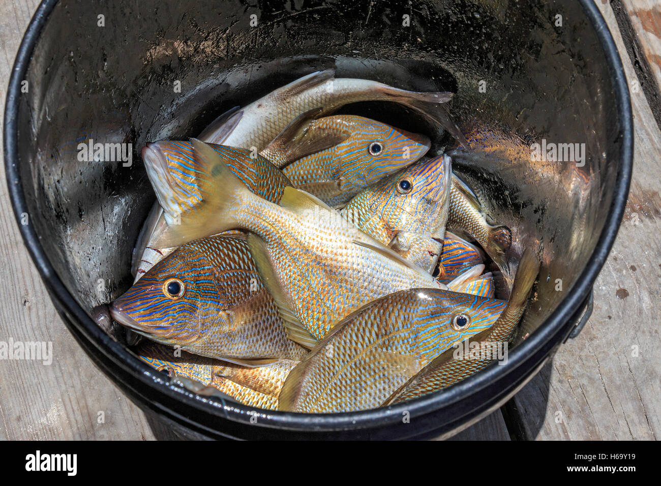 Ein Eimer mit Französisch Grunzen nach Angeln mit Robbie aus Islamorada in den Florida Keys. Stockfoto