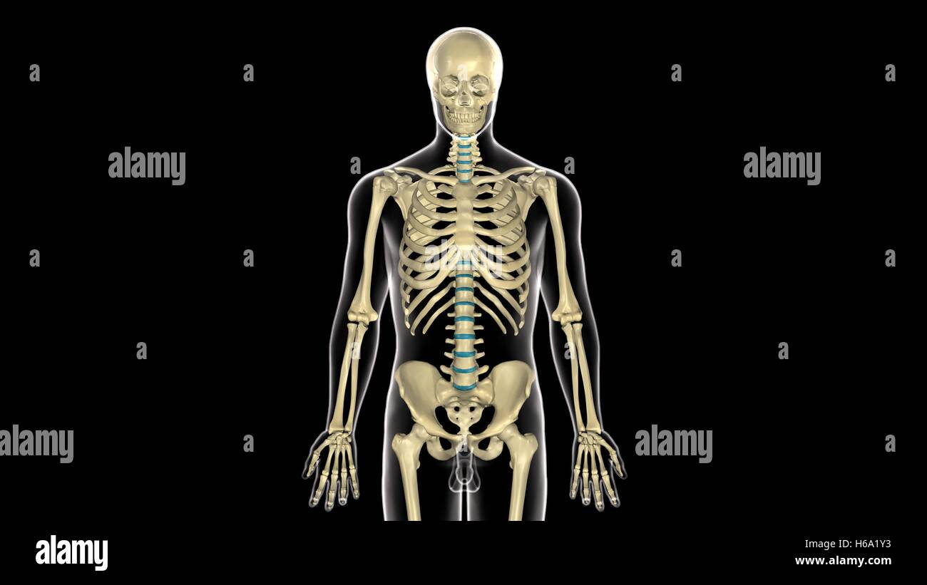 3D Rendering des menschlichen Körpers Skelett Anatomie System Stockfoto