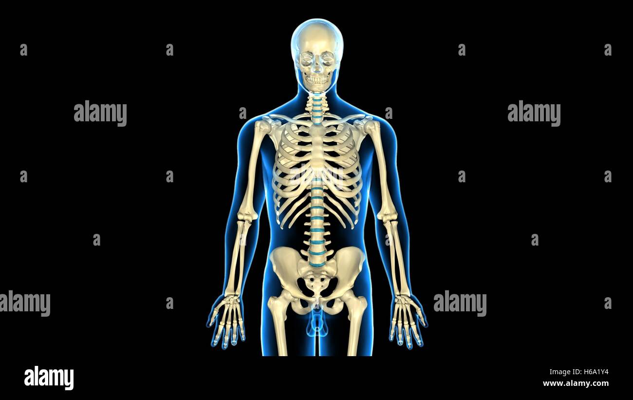 3D Rendering des menschlichen Körpers Skelett Anatomie System Stockfoto