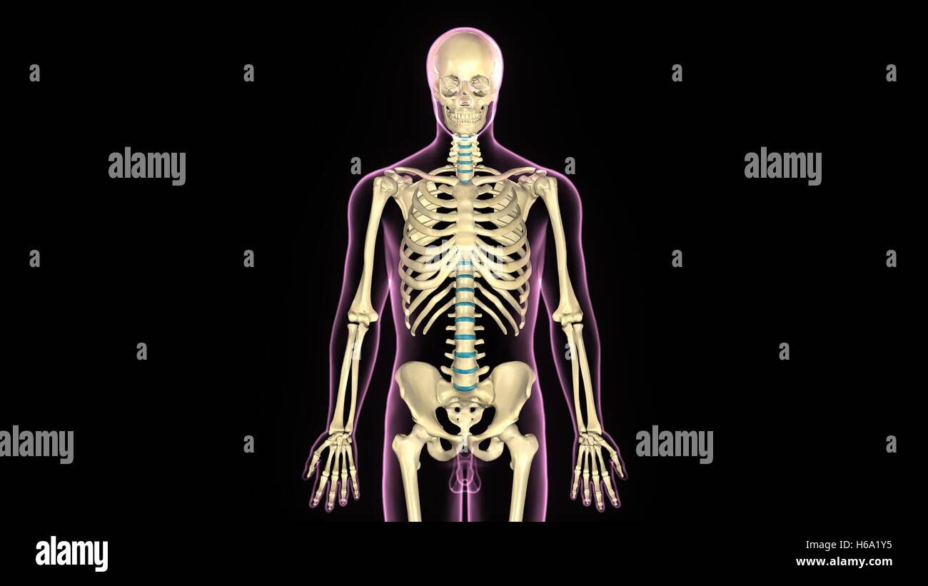 3D Rendering des menschlichen Körpers Skelett Anatomie System Stockfoto