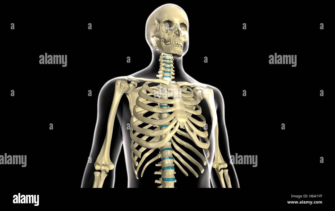 3D Rendering des menschlichen Körpers Skelett Anatomie System Stockfoto