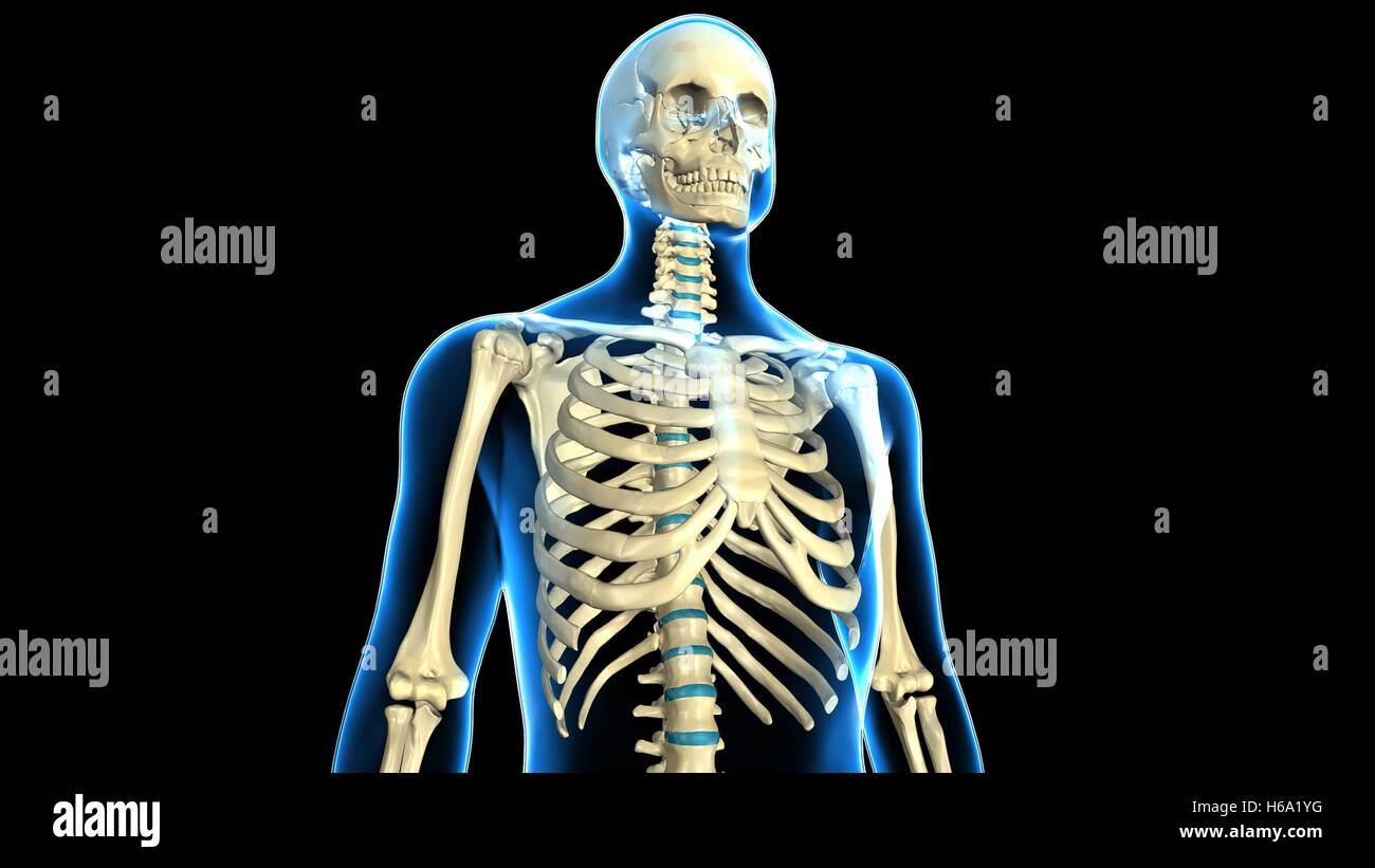 3D Rendering des menschlichen Körpers Skelett Anatomie System Stockfoto