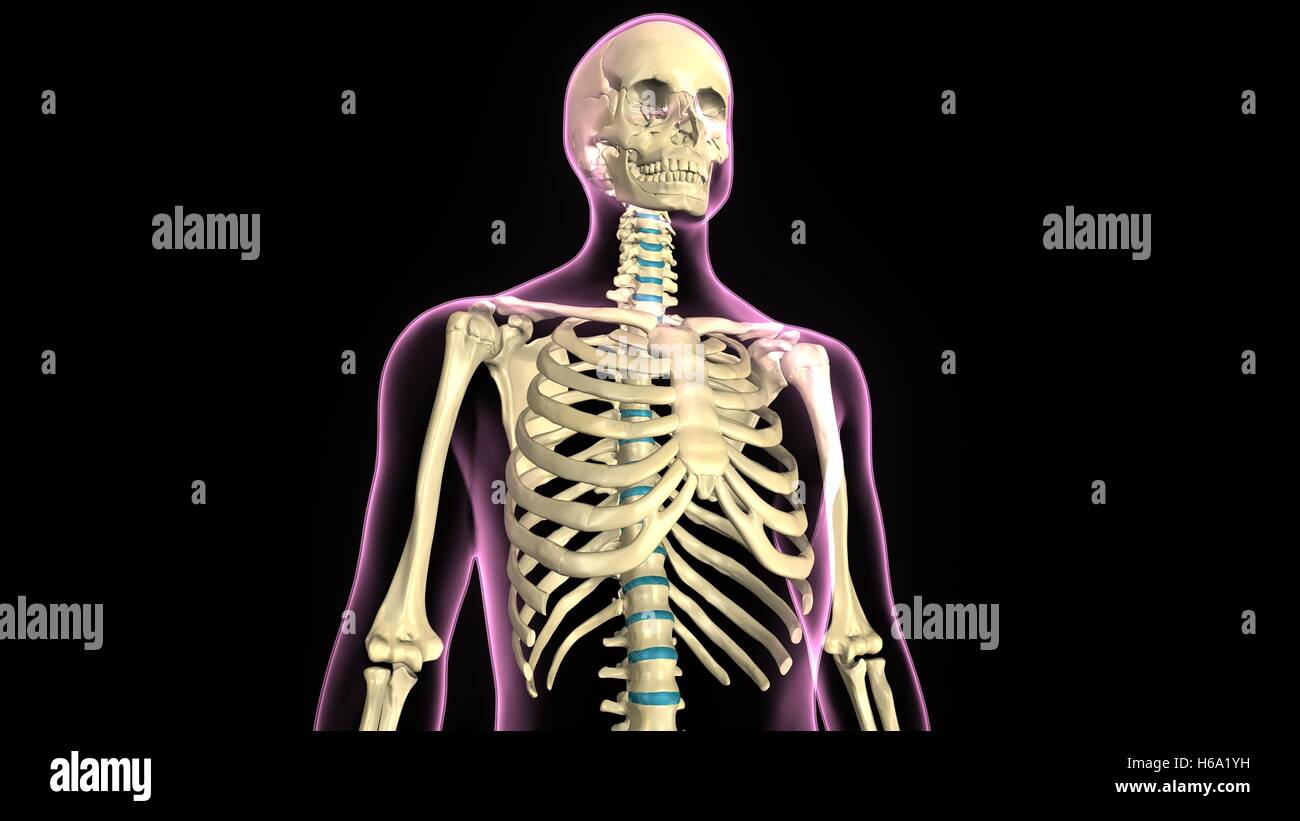3D Rendering des menschlichen Körpers Skelett Anatomie System Stockfoto