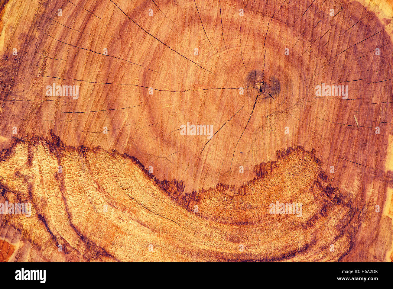 Asche-Baumstamm im Querschnitt, detaillierte Makro Textur Stockfoto