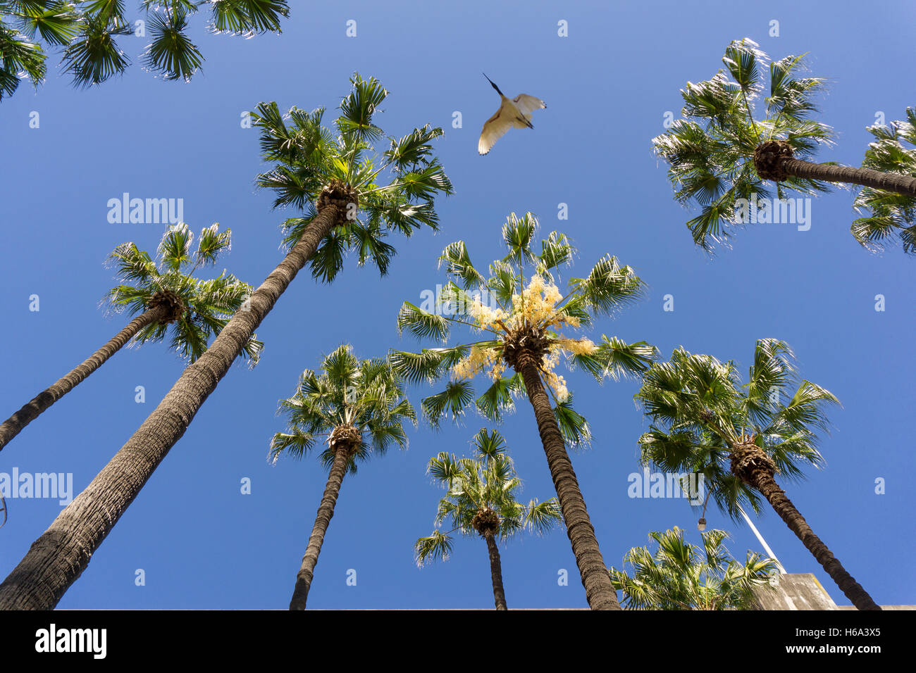 Palmen vor blauem Himmel. Stockfoto