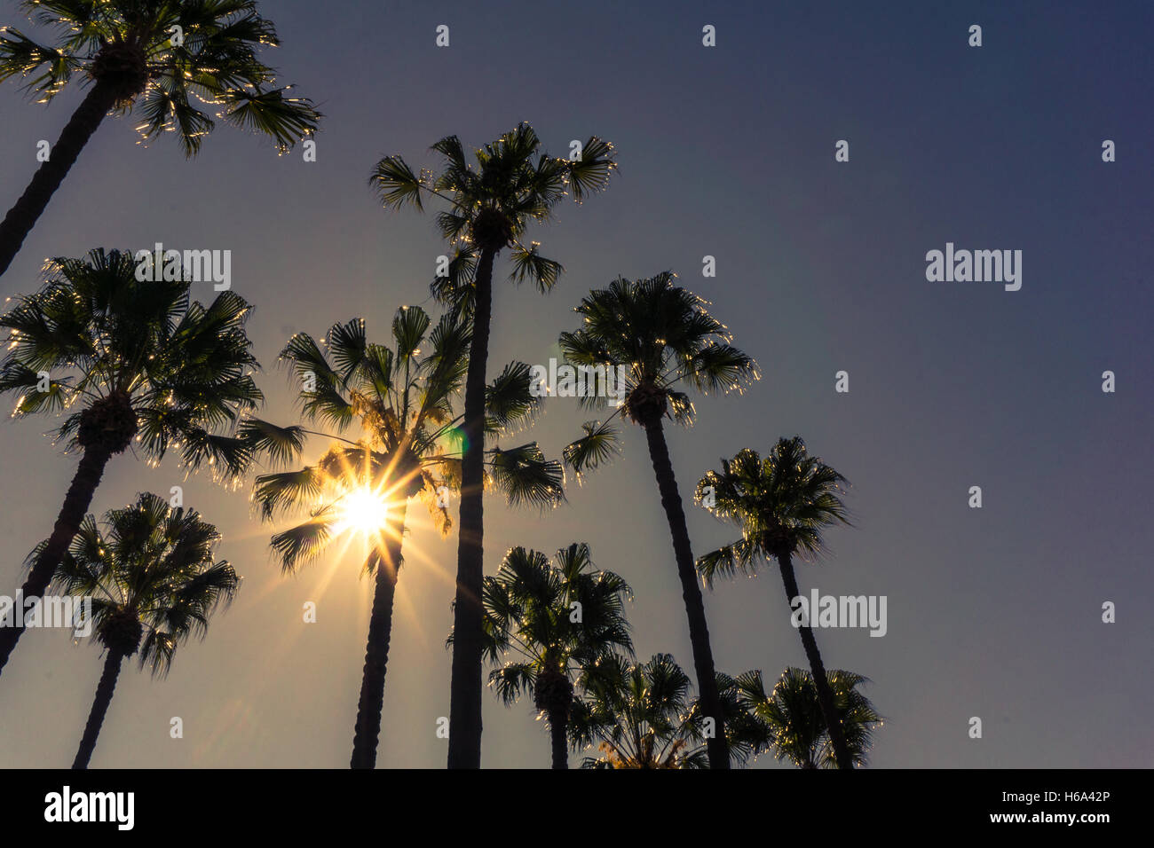 Palmen vor blauem Himmel. Stockfoto