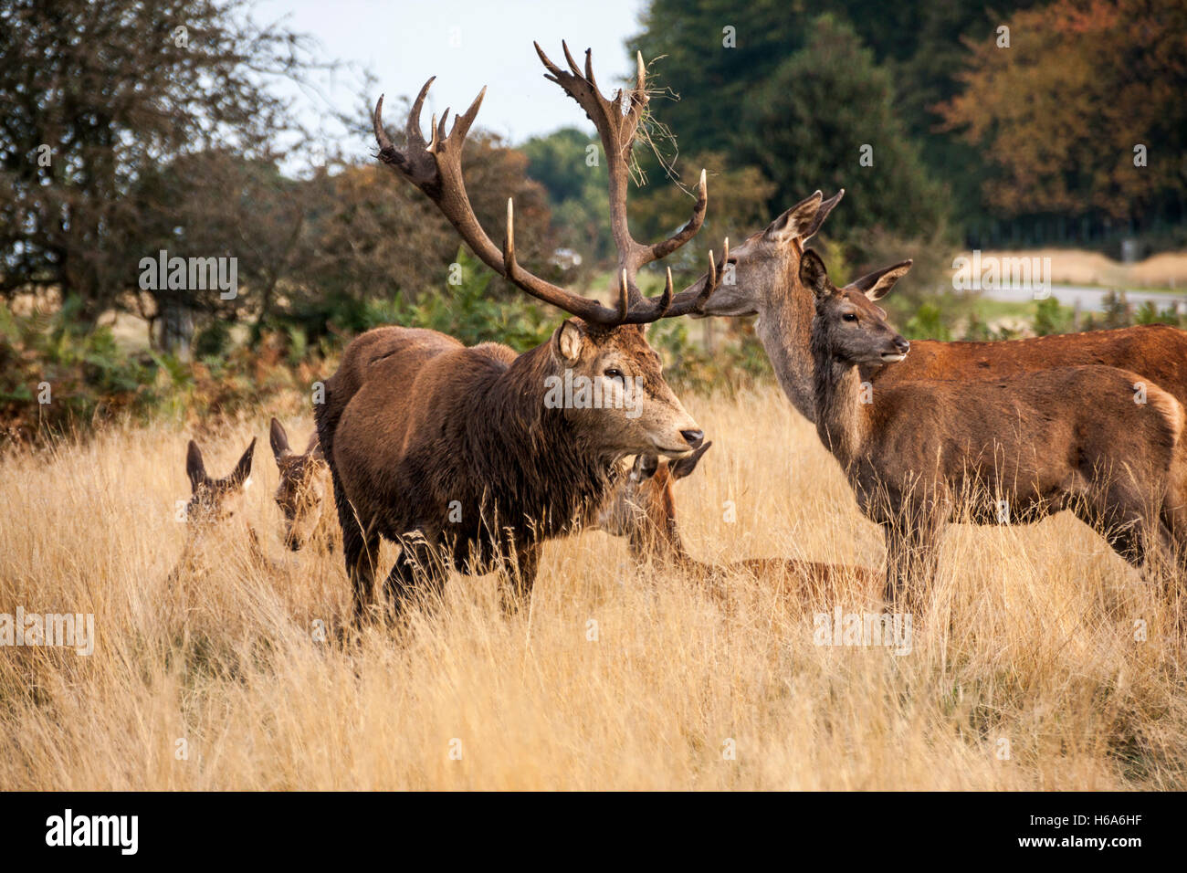 Eine Herde von Hirschen in die Wiese im Richmond Park, Surrey, England Stockfoto
