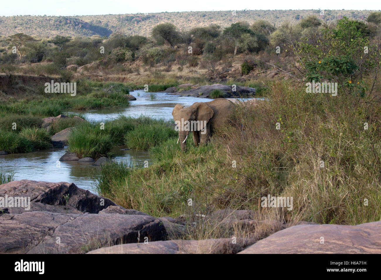 Afrikanische Elefanten füttern in der Nähe von Ewaso Narok Fluss Laikipia Plateau Grasland Kenia Stockfoto