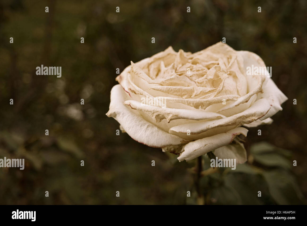 Weiße rose Blume sterben bei Steam eine Menge Platz für Text Tiefenschärfe. Verwelkte Rose im Herbst Garten. Herbstsaison traurige Stimmung. Sterbende Natur Stockfoto