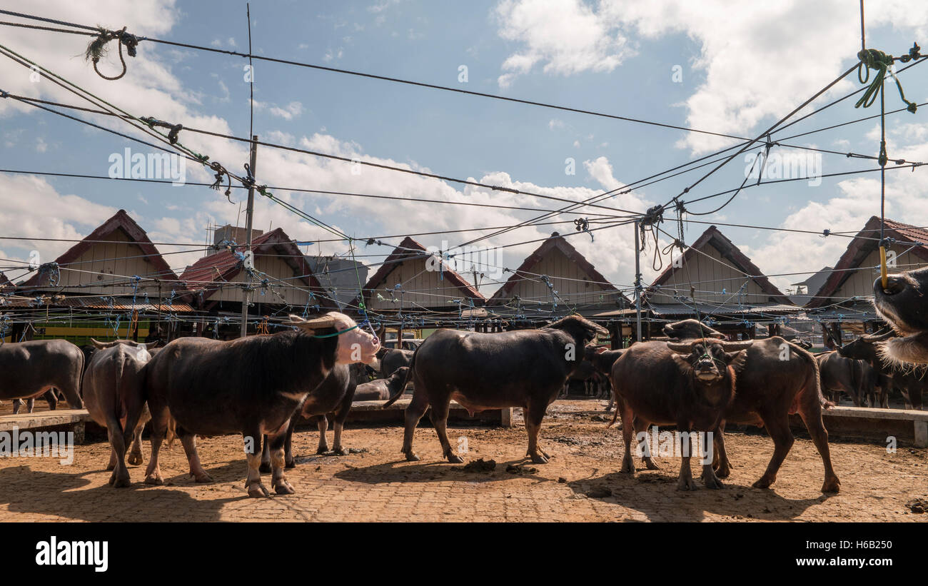 Buffalo-Markt oder lokalen Populärname Pasar Bolu. Der Markt für den Handel Büffel für Opfer während der Beerdigung Zeremonien Stockfoto