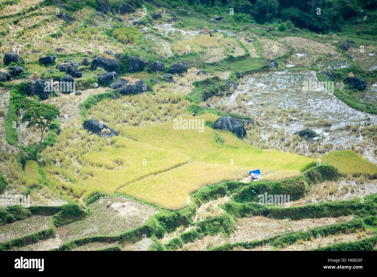 Reisfeld im Norden Toraja, Indonesien. Stockfoto