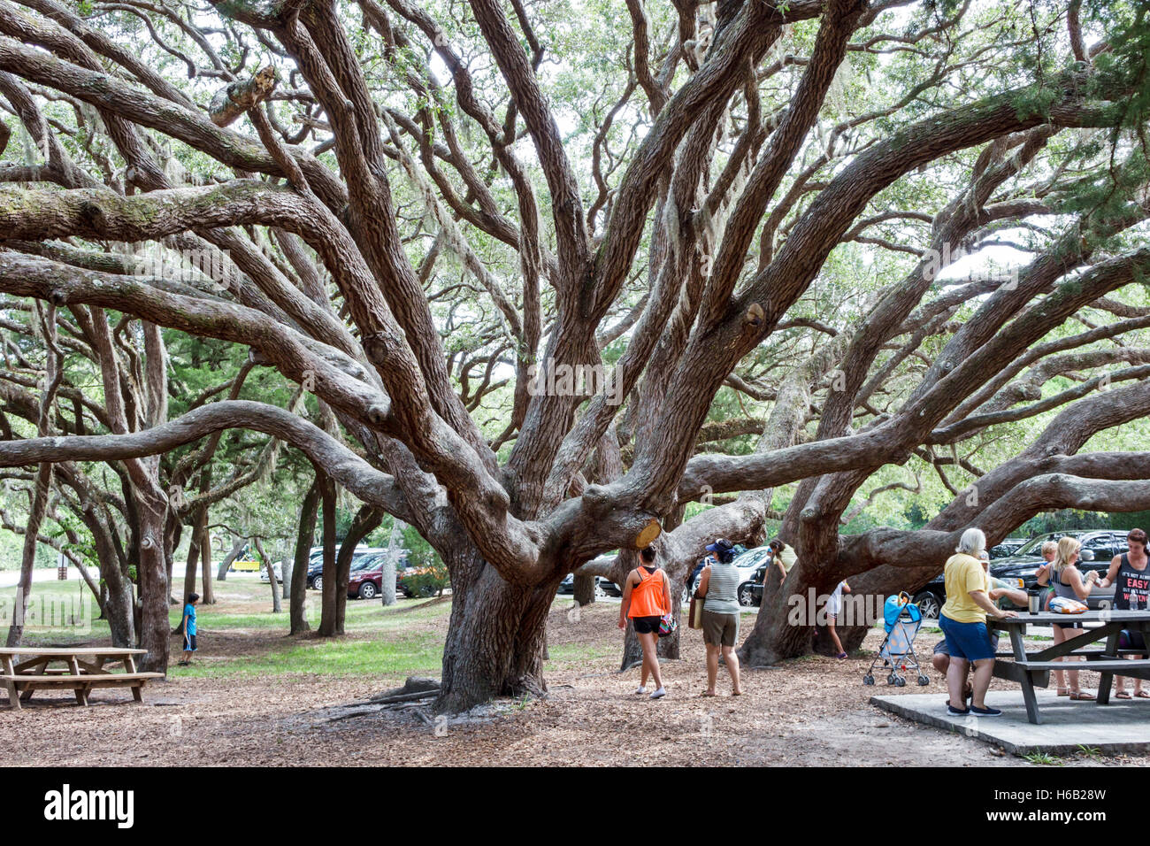 St. Saint Augustine Florida, Fort Matanzas National Monument, Park, Matanzas Inlet River, lebende Eichen, Bäume, Picknickbereich, FL160804002 Stockfoto
