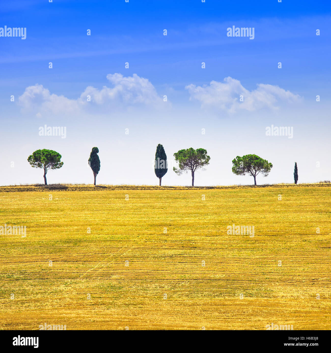 Toskana Land Landschaft, Zypressen und grünen Feldern. San Quirico Orcia, Italien, Europa. Stockfoto