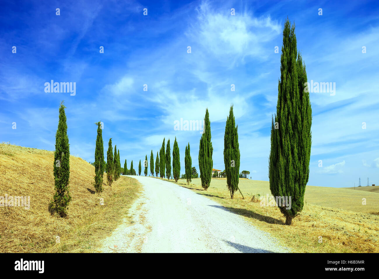 Zypressen-Zeilen und eine weiße Straße ländlichen Landschaft im Val d Orcia Land in der Nähe von Siena, Toskana, Italien, Europa. Stockfoto