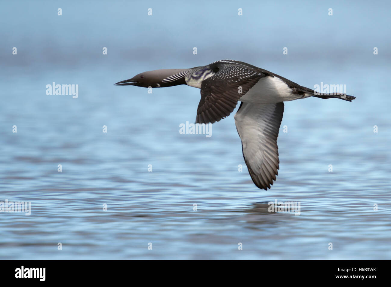 Black-throated Loon / Arktis Loon / Prachttaucher (Gavia Arctica), im Flug, fliegen dicht über Wasser Oberfläche, Seitenansicht. Stockfoto