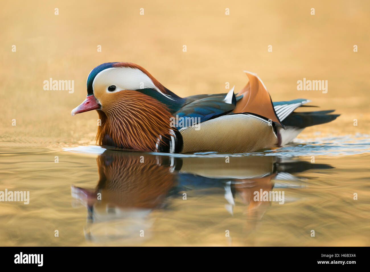 Mandarin Ente ( Aix galericulata ), farbenfroher drake im Zuchtkleid, Schwimmen auf goldenem glitzerndem Wasser, Nahaufnahme, Seitenansicht, Tierwelt, Europa. Stockfoto