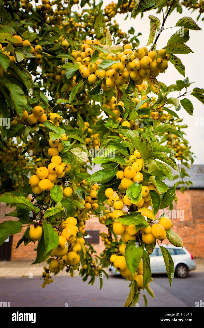 Goldene gelbe Frucht auf einen ornamentalen Krabbe-Apfelbaum mit in eine urbane Landschaftsgarten Stockfoto