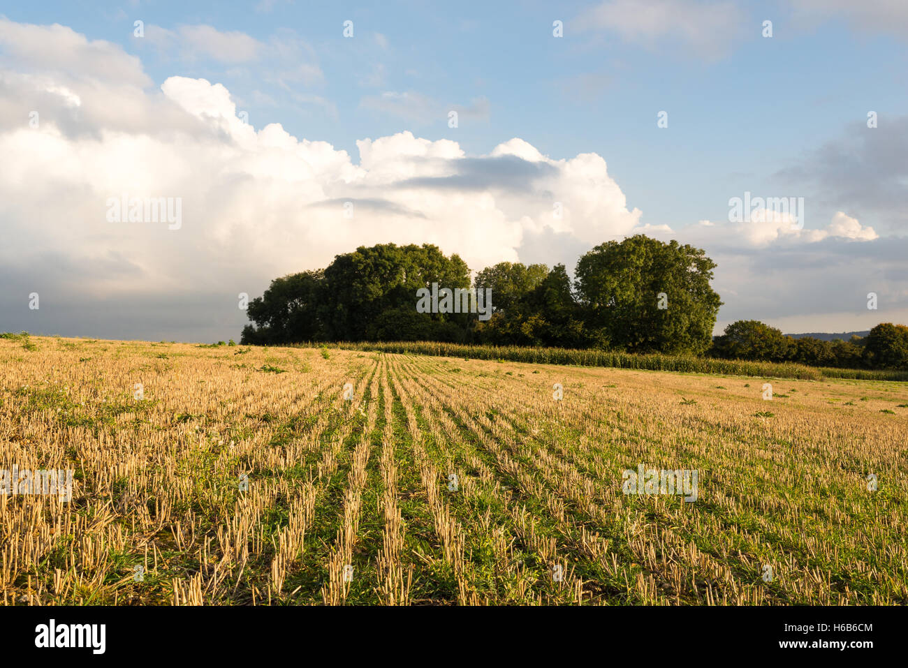 Offene Landschaft Blick über geerntet Weizenfeld unter einem blauen Himmel, Hampshire, UK. Stockfoto