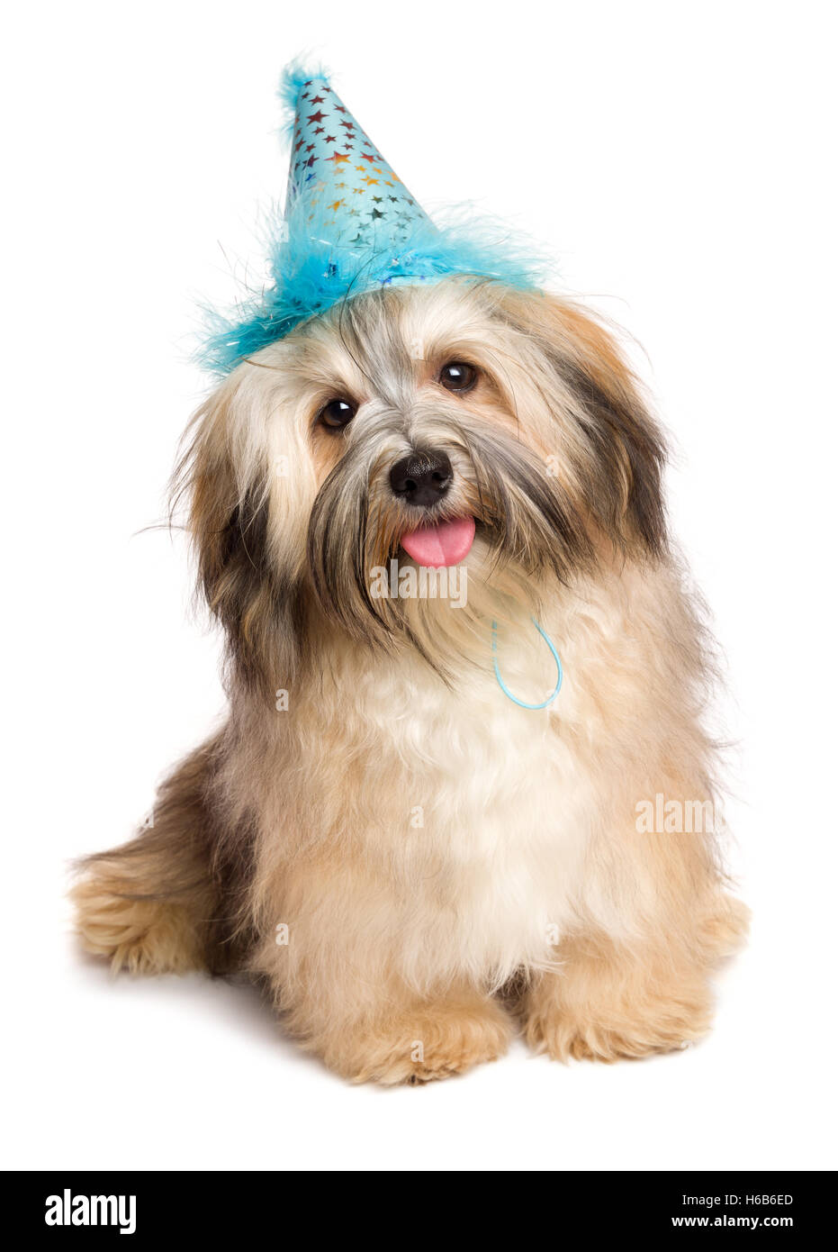 Niedlichen glücklich Bichon Havaneser Welpen Hund in einem blauen Partyhut Stockfoto