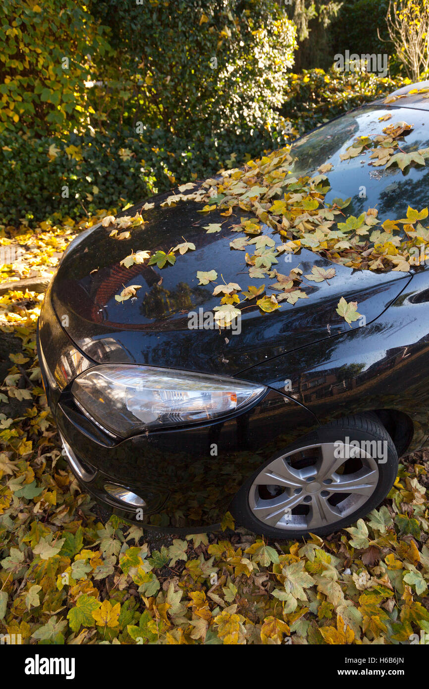 schwarzes Auto abgedeckt in gelb im Herbst Laub aus Ahornbaum im Herbst Stockfoto