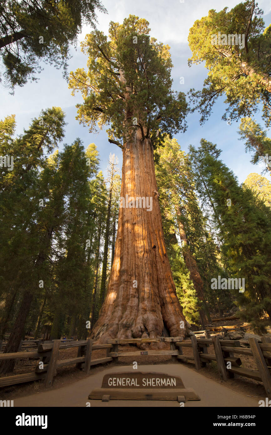 Die berühmte Giant Forest im Sequoia National Park, die größten Baum