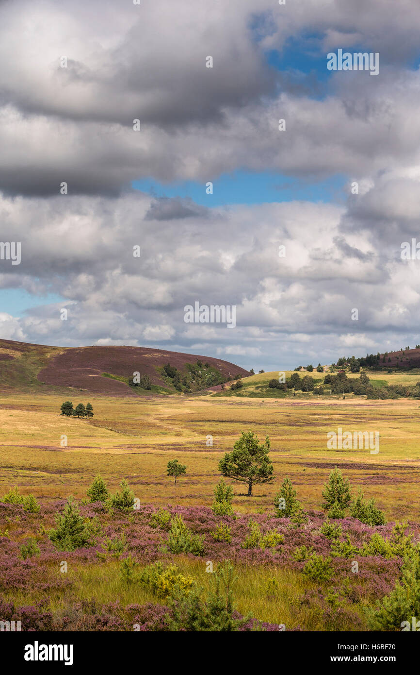 Heather auf den Braes Abernethy in Schottland. Stockfoto