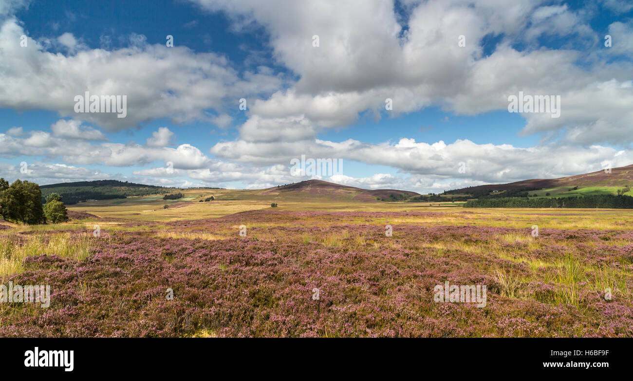 Heather auf den Braes Abernethy in Schottland. Stockfoto