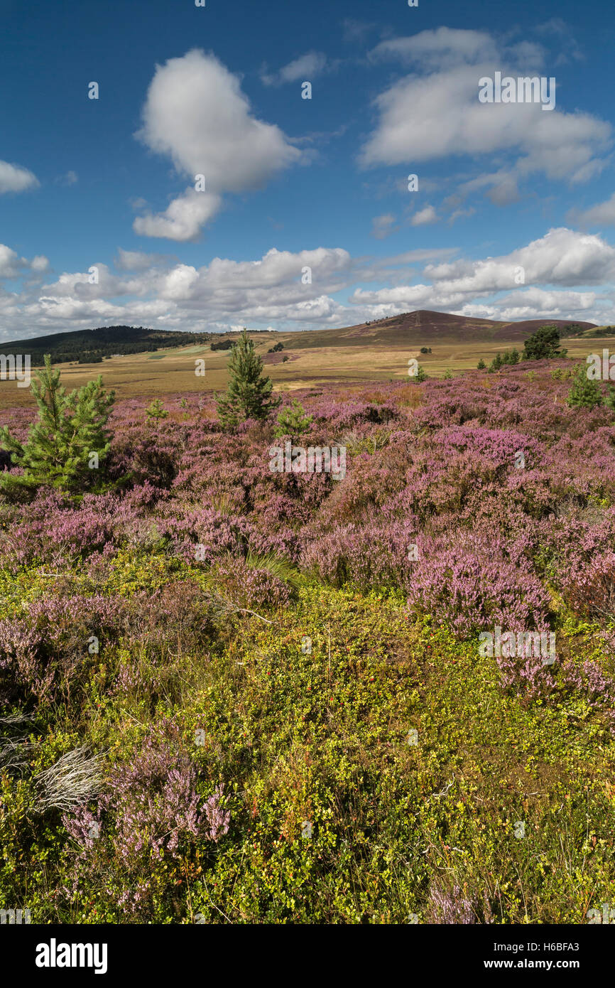 Heather auf den Braes Abernethy in Schottland. Stockfoto